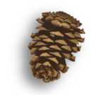 cone
